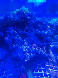 rocce acquario marino 