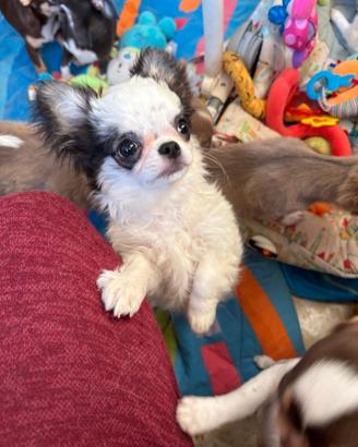 Chihuahua