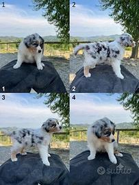 Cucciolo maschio Blue merle Australian shepherd
