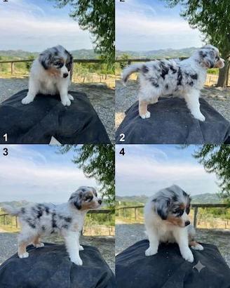 Cucciolo maschio Blue merle Australian shepherd