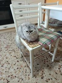 Persiano