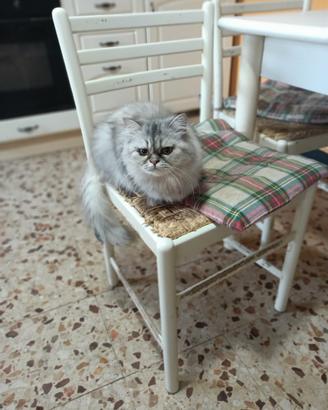 Persiano