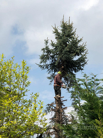 Servizi Abbattimento alberi/Giardinaggio
