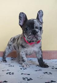 Cucciola di bulldog francese blu merle