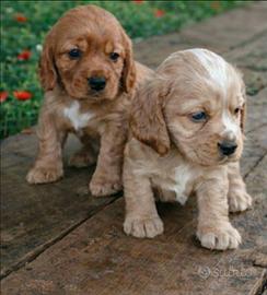 Cuccioli Cocker Spaniel fulvi dolcissimi