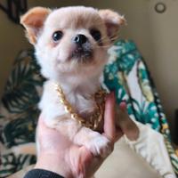 Chihuahua in miniatura a pelo lungo