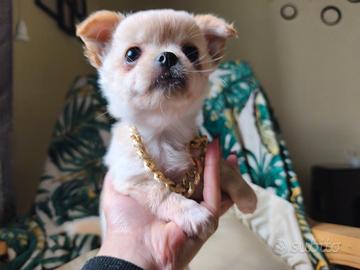 Chihuahua in miniatura a pelo lungo