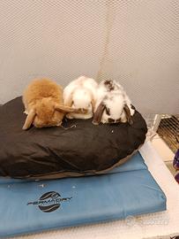 Conigli nani ariete mini lop