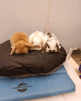 Conigli nani ariete mini lop