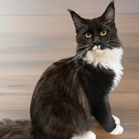 The Secret Land Picaku