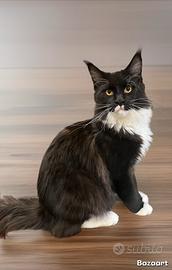 The Secret Land Picaku