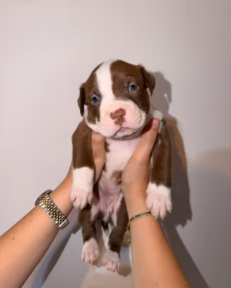 Cuccioli Pitbull Linea da Esposizione