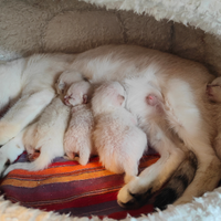 Cuccioli thai (siamesi tradizionali)