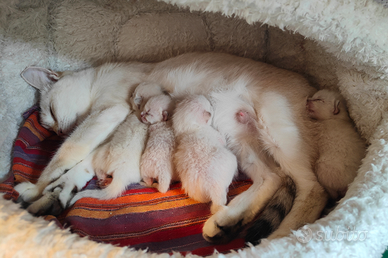 Cuccioli thai (siamesi tradizionali)