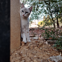 Gattino maschio un anno