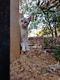 Gattino maschio un anno