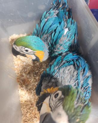 Animali