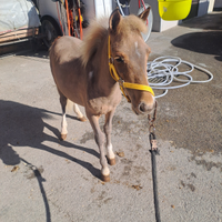 Pony
