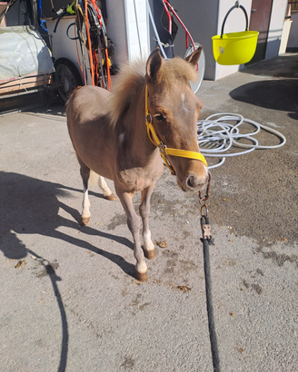 Pony