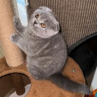 Razza Scottish Fold Blue