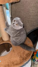 Razza Scottish Fold Blue