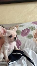 Cucciola chihuahua