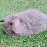 Ariete mini lop blu