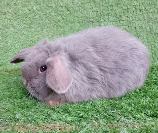 Ariete mini lop blu
