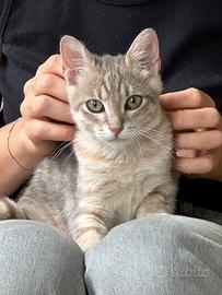 Gattina