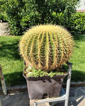 Pianta grassa