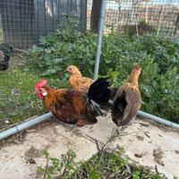 Galli e galline nane e phoenix