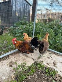 Galli e galline nane e phoenix