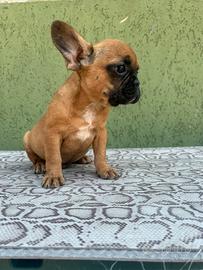 Cucciolo di bulldog francese fulvo Maschio