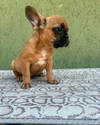 Cucciolo di bulldog francese fulvo Maschio