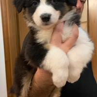 Cucciolo Pastore Australiano (Australian Shepherd)