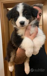 Cucciolo Pastore Australiano (Australian Shepherd)
