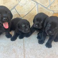 Cuccioli Labrador nero