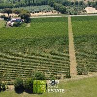 Cisterna di Latina - Vigneto di 3,5 HA | TR430