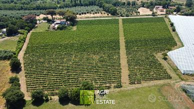 Cisterna di Latina - Vigneto di 3,5 HA | TR430