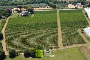 Cisterna di Latina - Vigneto di 3,5 HA | TR430