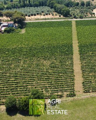 Cisterna di Latina - Vigneto di 3,5 HA | TR430