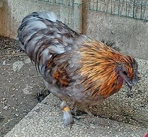 Gallo