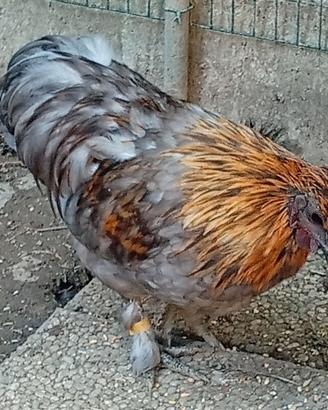 Gallo
