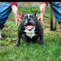 American bully