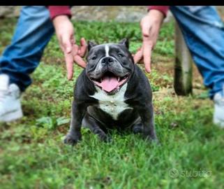 American bully