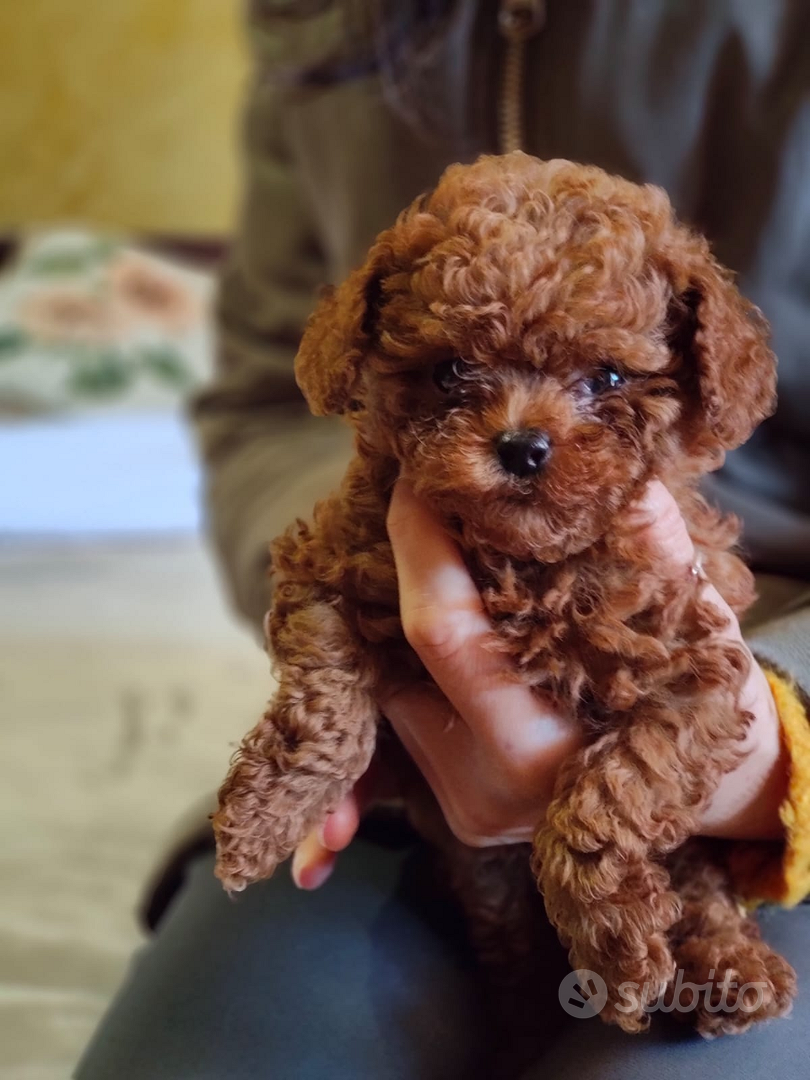 Barboncino Toy /MiniToy/ TeaCup / Animali In vendita a Milano