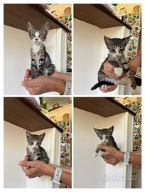 Gattine tenere e gatta adulta