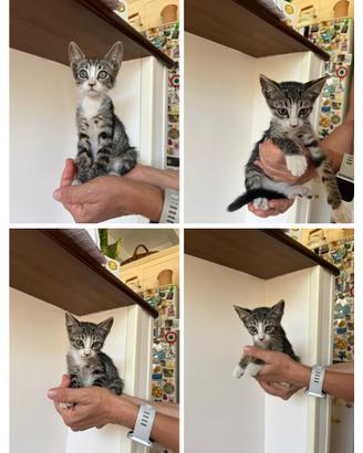 Gattine tenere e gatta adulta
