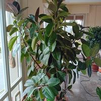 pianta  ficus elastica 2,30 metri