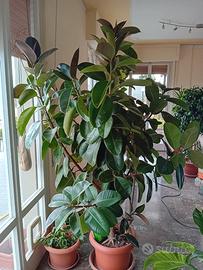 pianta  ficus elastica 2,30 metri